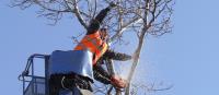 Saws and Spikes Tree Service image 3